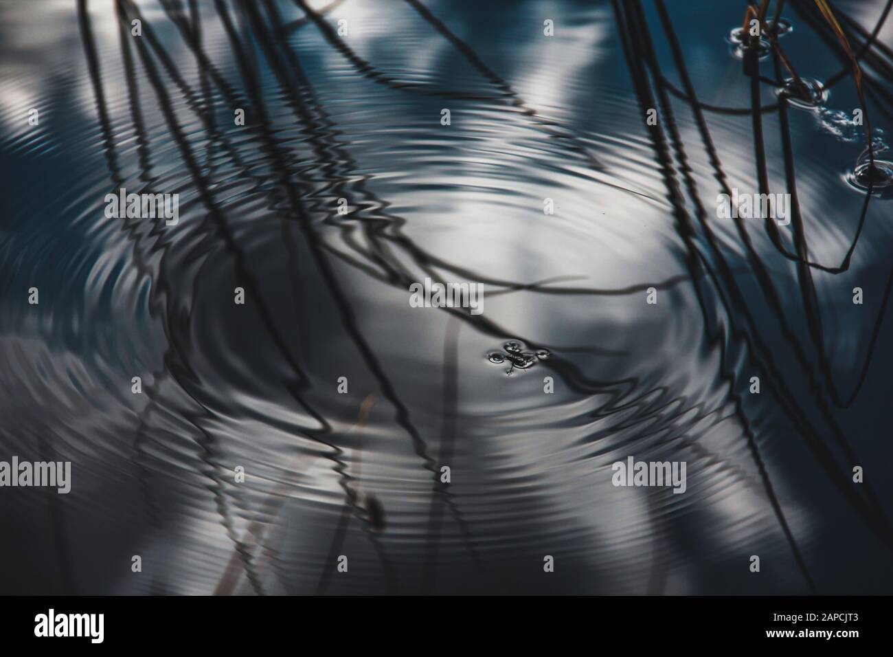 Water strider with waves and reflecting sky Stock Photo