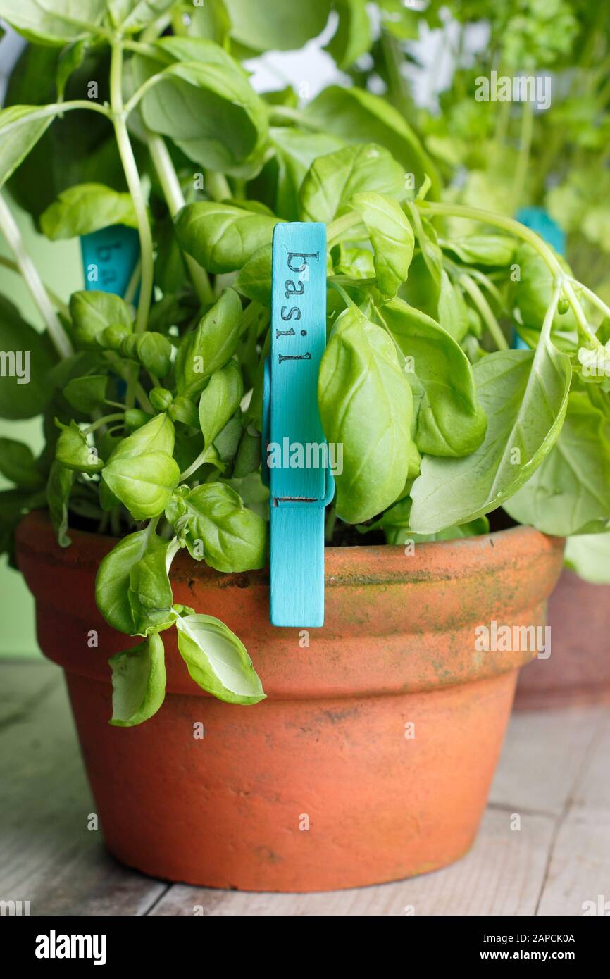 Wooden clothes pegs reused as a plant label with paint and a letter stamper. Stock Photo