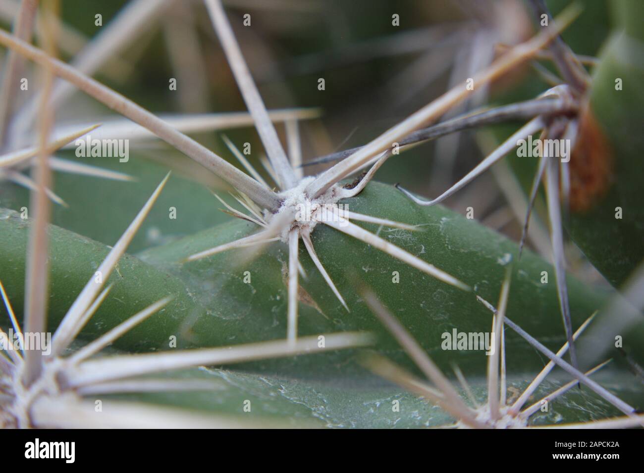 Corynopuntia invicta, Grusonia invicta, rat house cactus, Club Cholla, Devil Cholla, Dagger Cholla, Horse Crippler Stock Photo