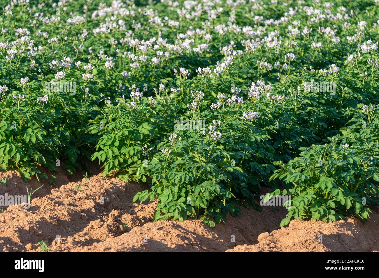 Flowering potatoes growing in a field in rural Prince Edward Island