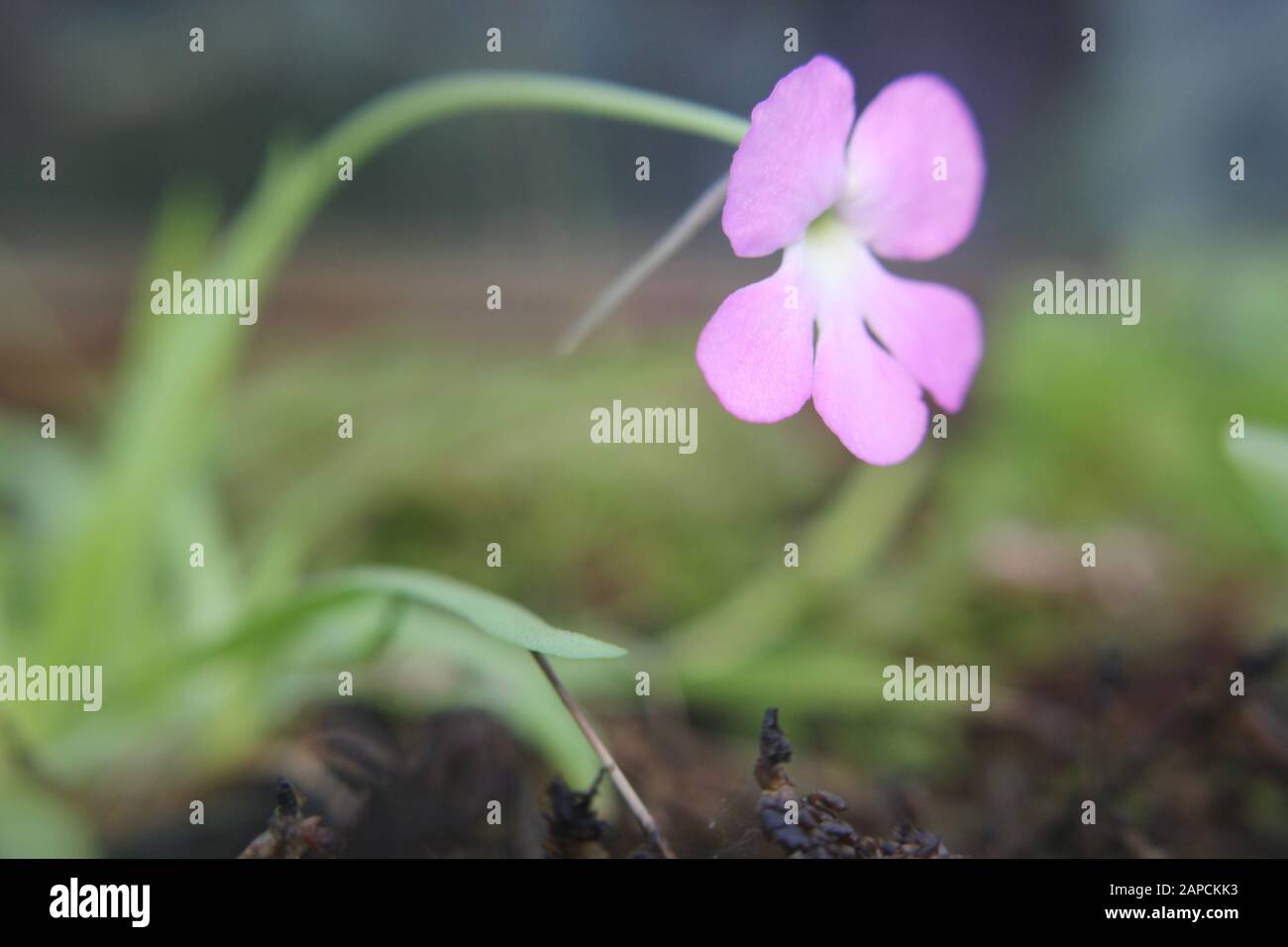 The carnivorous Mexican Butterwort, Pinguicula moranensis, pink flower plant Stock Photo