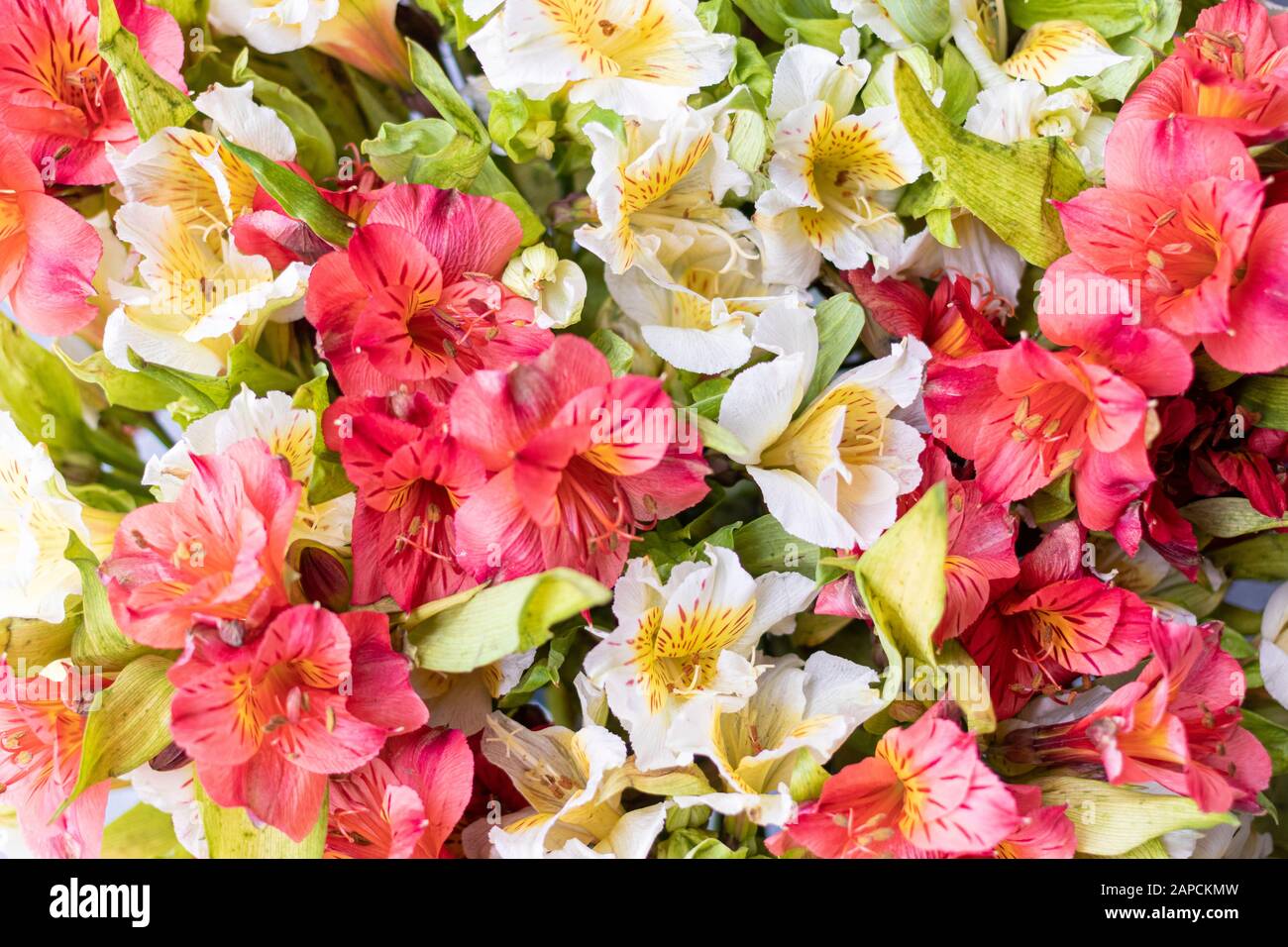 Astromelia. Alstroemeria, usually called `astromelia` or `field lily`,  `lily of Peru` or `lily of the Incas` Stock Photo - Alamy