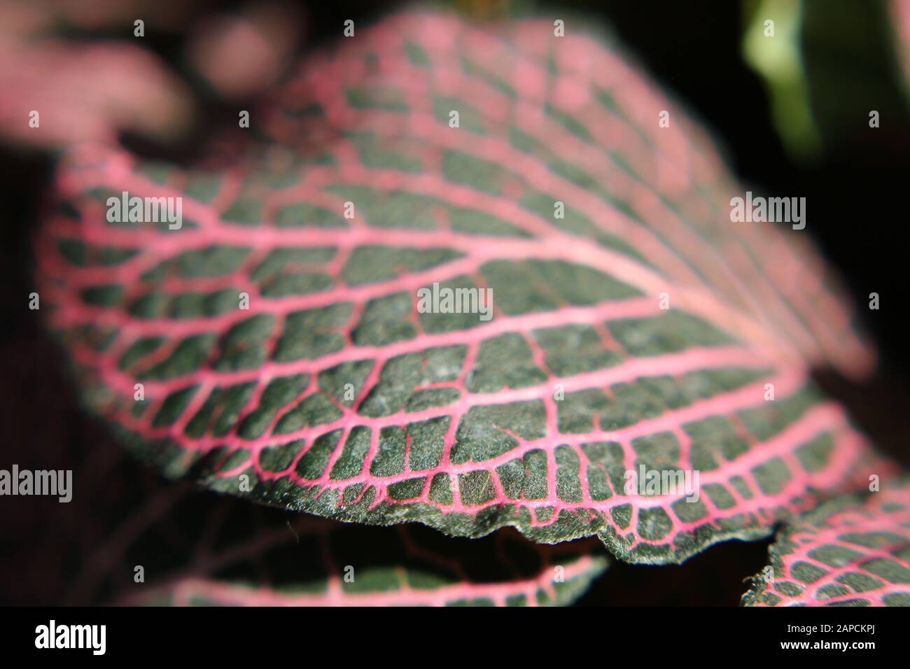 Beautiful colorful pink and green fittonia mosaic plant, Nerve plant, mosaic plant, painted net leaf Stock Photo