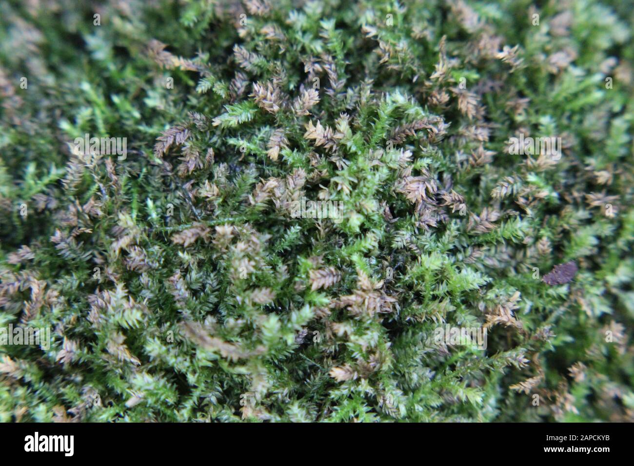 Beautiful green moss growing in the garden Stock Photo