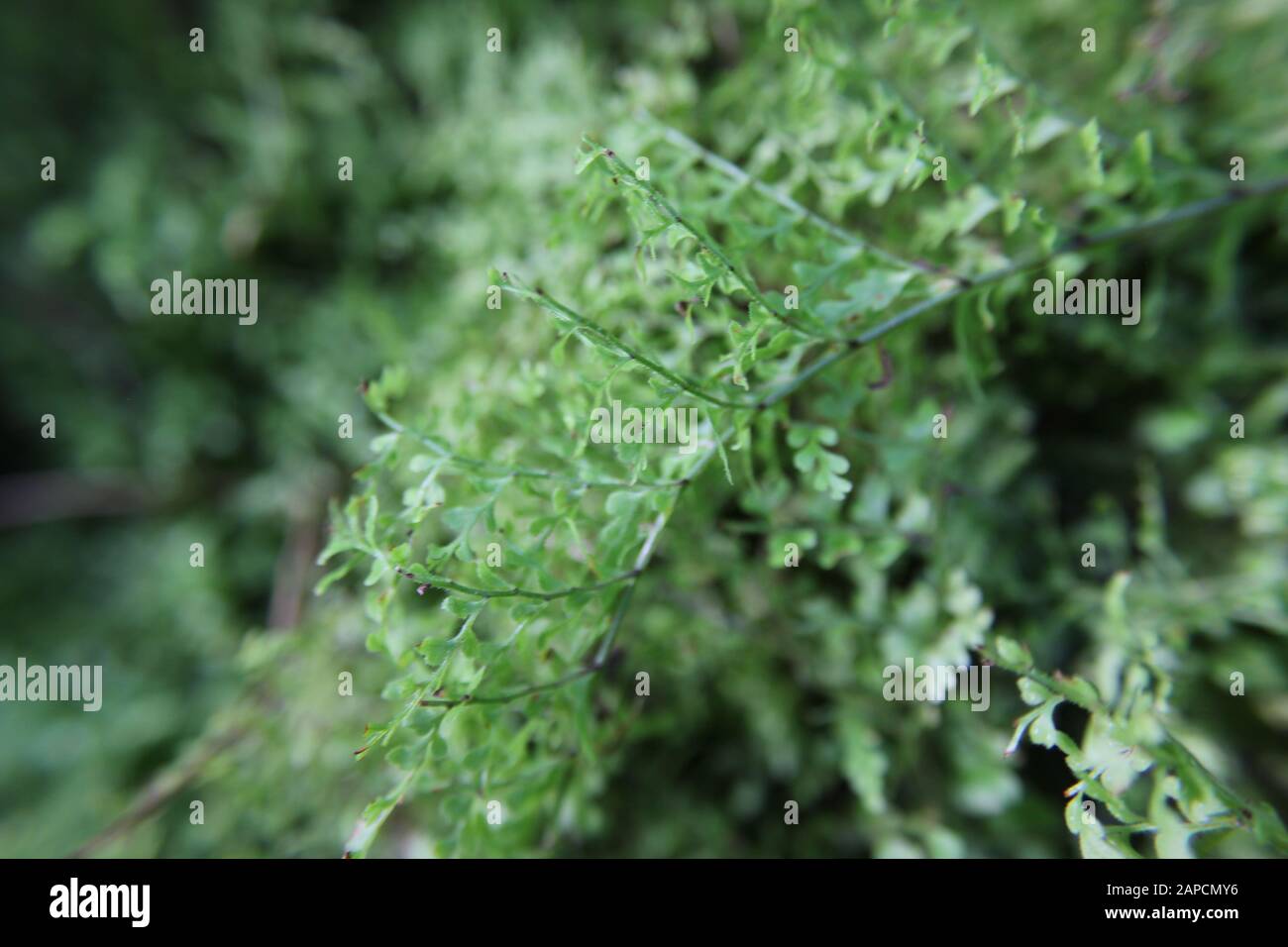 Beautiful green Silver Lace fern growing in the garden, Pteris ensiformis Stock Photo