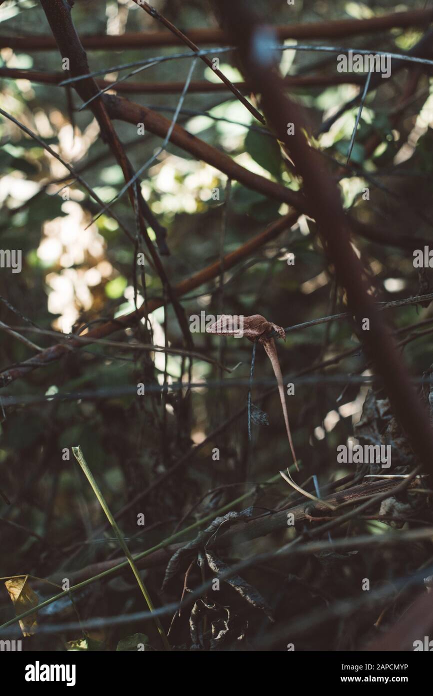 Lizard Sleeping On Branch Stock Photo