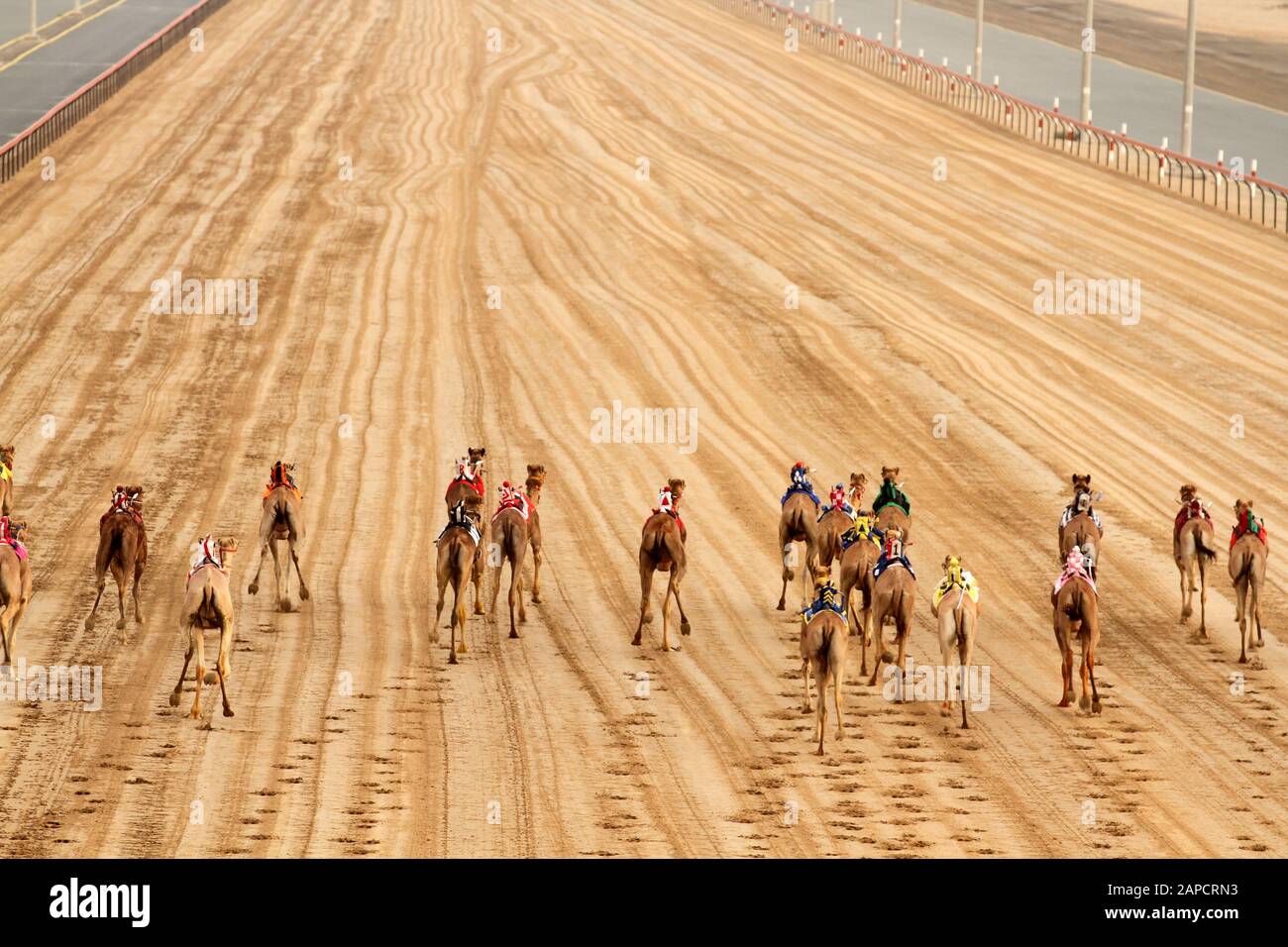 Camels On Race Track Foot Print And Track Patters Stock Photo Alamy Camels On Race Track Foot Print And Track Patters Stock Photo Alamy