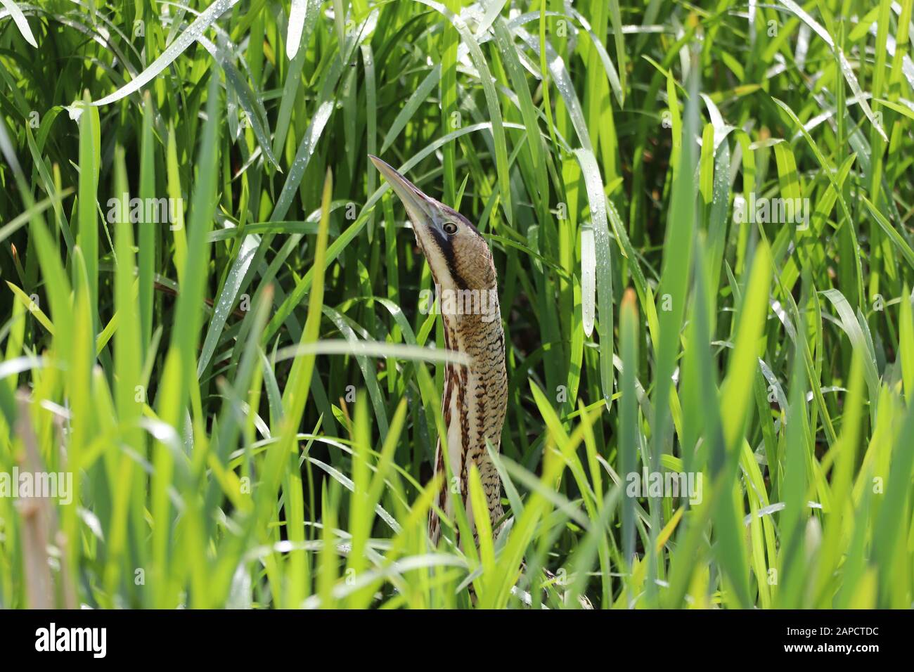 A picture of a Eurasian Bittern sticking its head up from within a reed ...