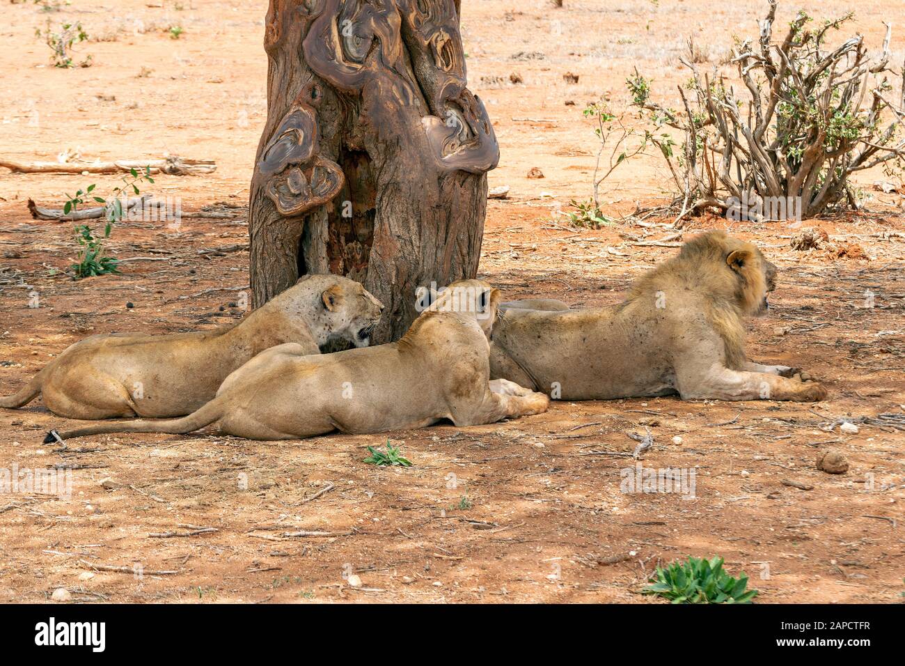 Lions resting in the Savannah after an intense hunt Stock Photo Alamy