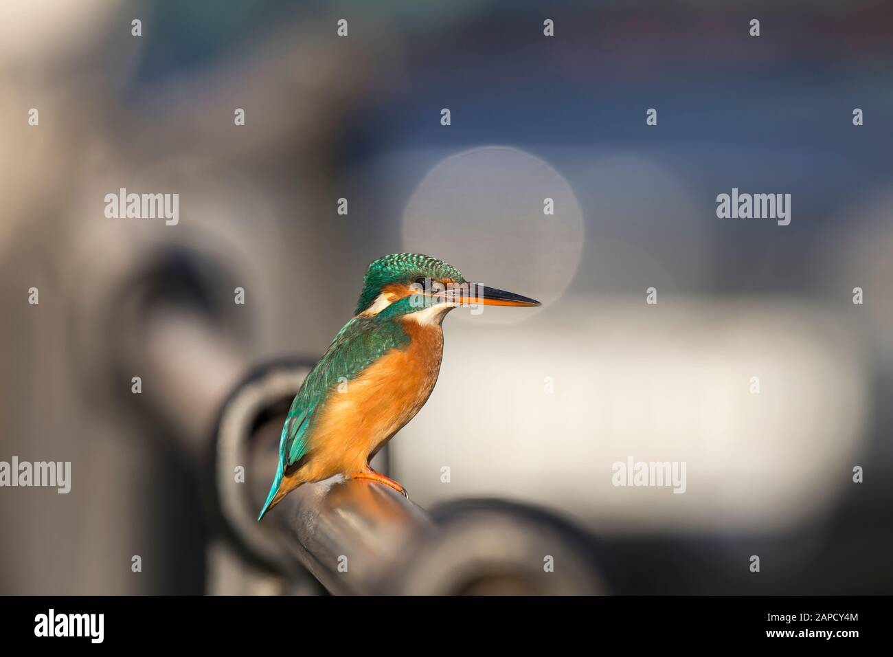 Evening side view close up of wild UK kingfisher bird (Alcedo atthis) isolated outdoors, perching on railings in urban car park. UK wildlife. Stock Photo