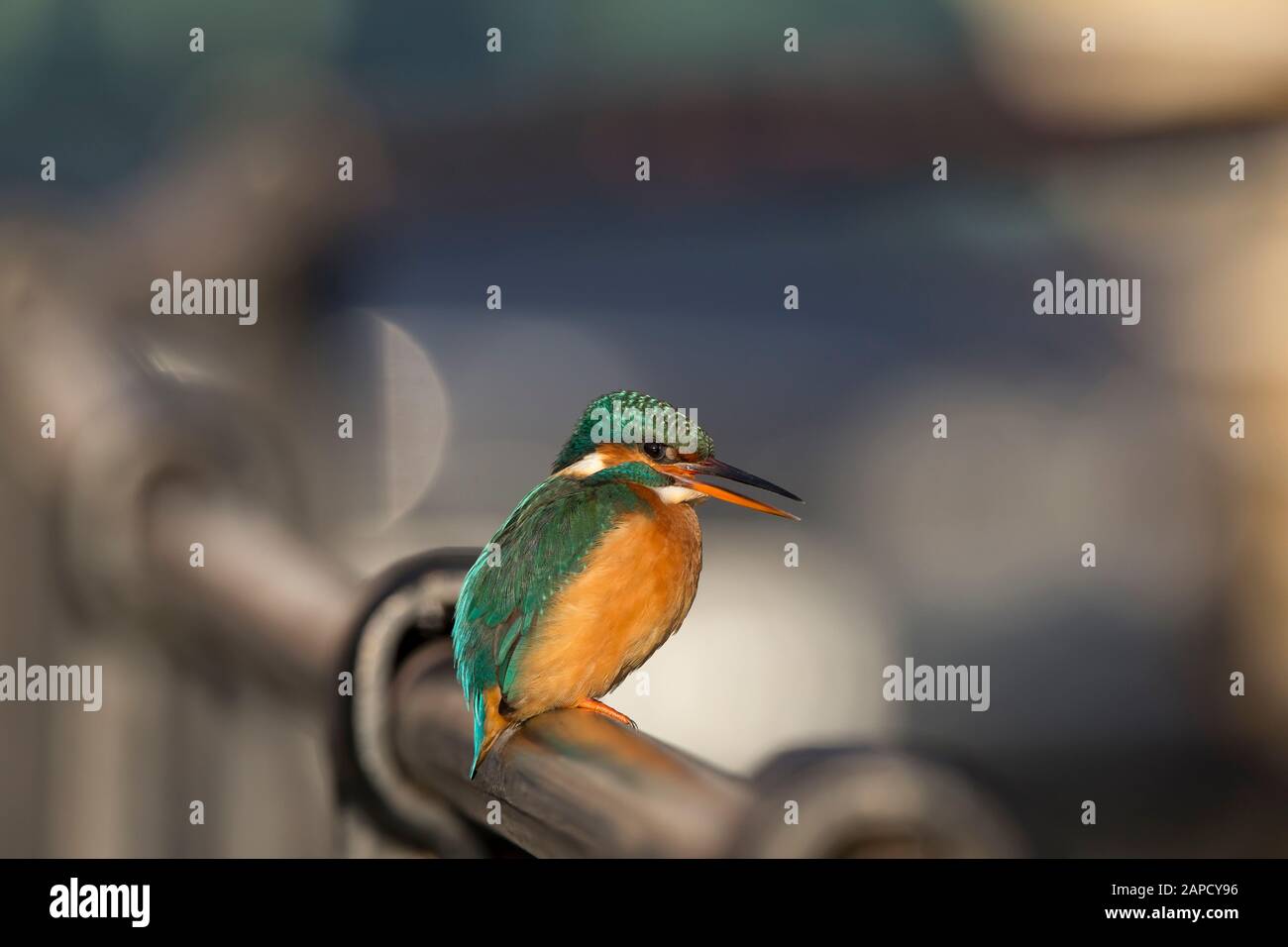 Side view close up of a wild UK kingfisher bird (Alcedo atthis) isolated in a busy urban area, perched on railings in winter sunshine. Stock Photo