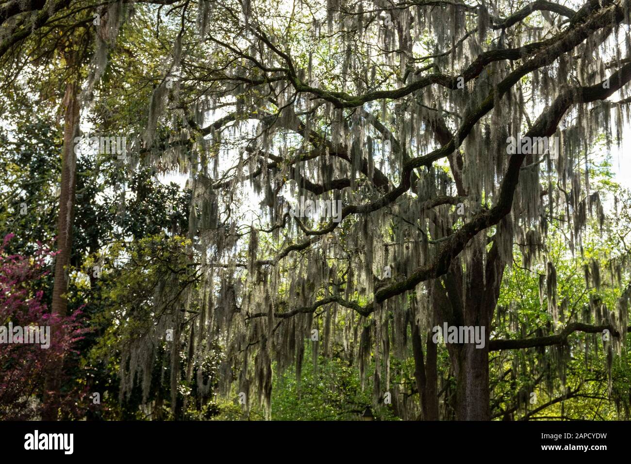 Trees with Spanish moss. Savannah, Stock Photo Alamy