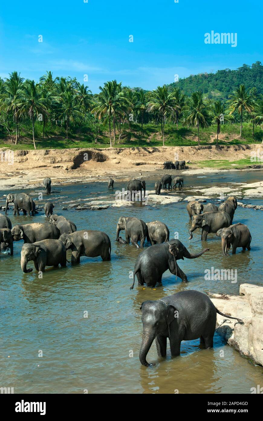 Bathing in river, Pinnawala Elephant Orphanage, Sri Lanka Stock Photo
