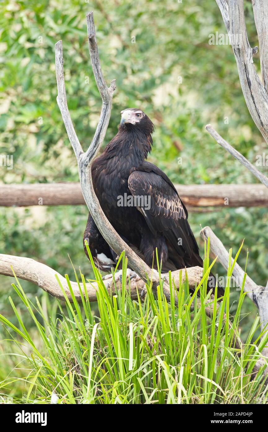 Wedge-tailed eagle (Aquila audax), Brisbane, Queensland, Australia Stock Photo