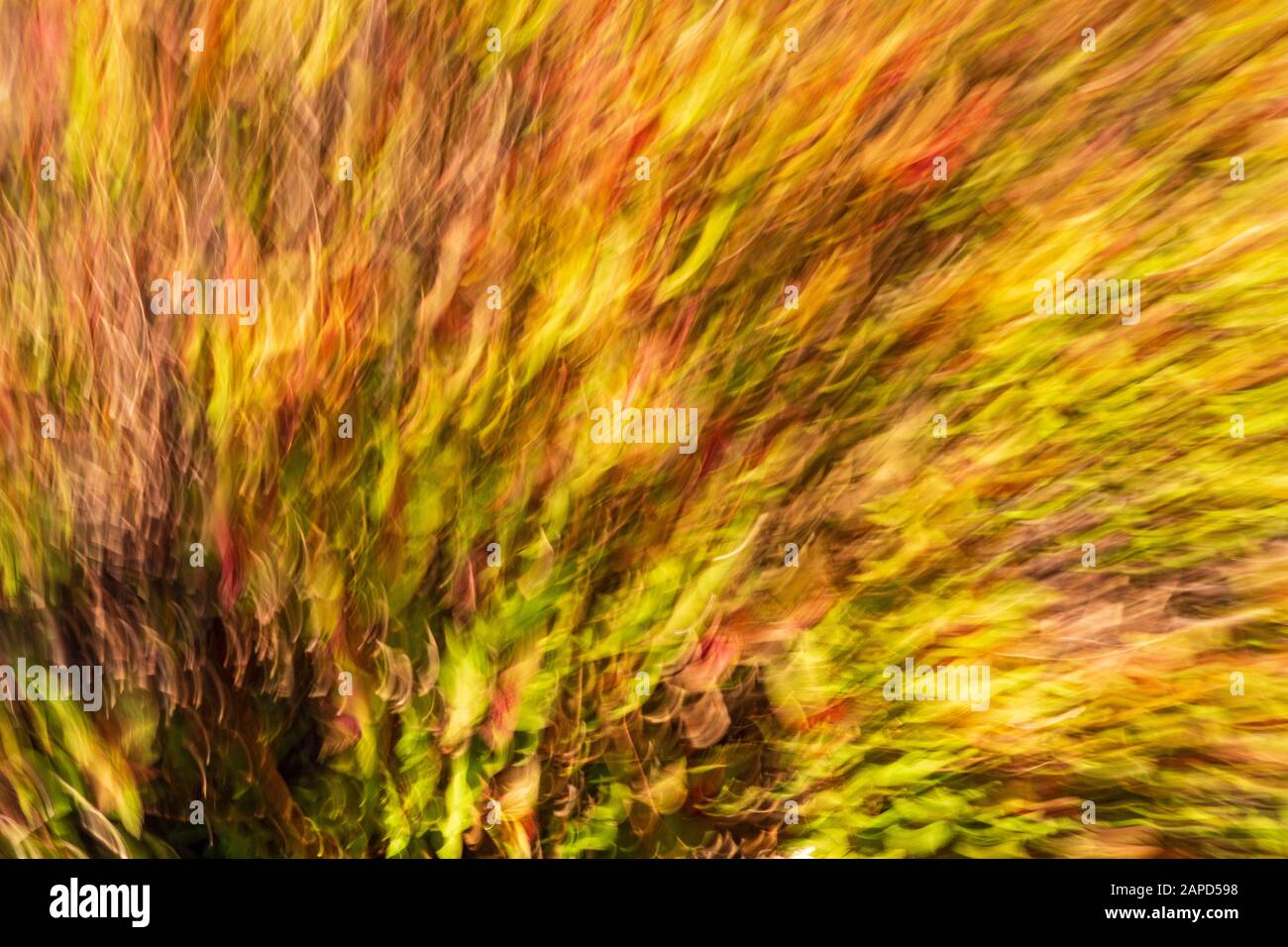Abstract of a Spring Tree in Bloom. InCamera Effect Stock Photo Alamy