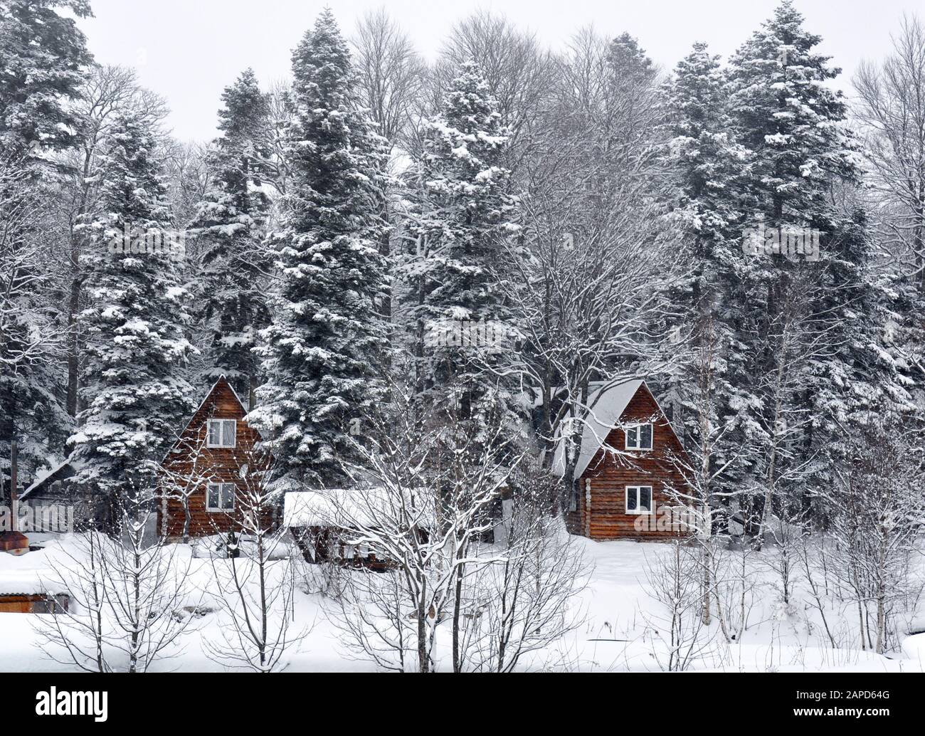 Russian forests and homes 