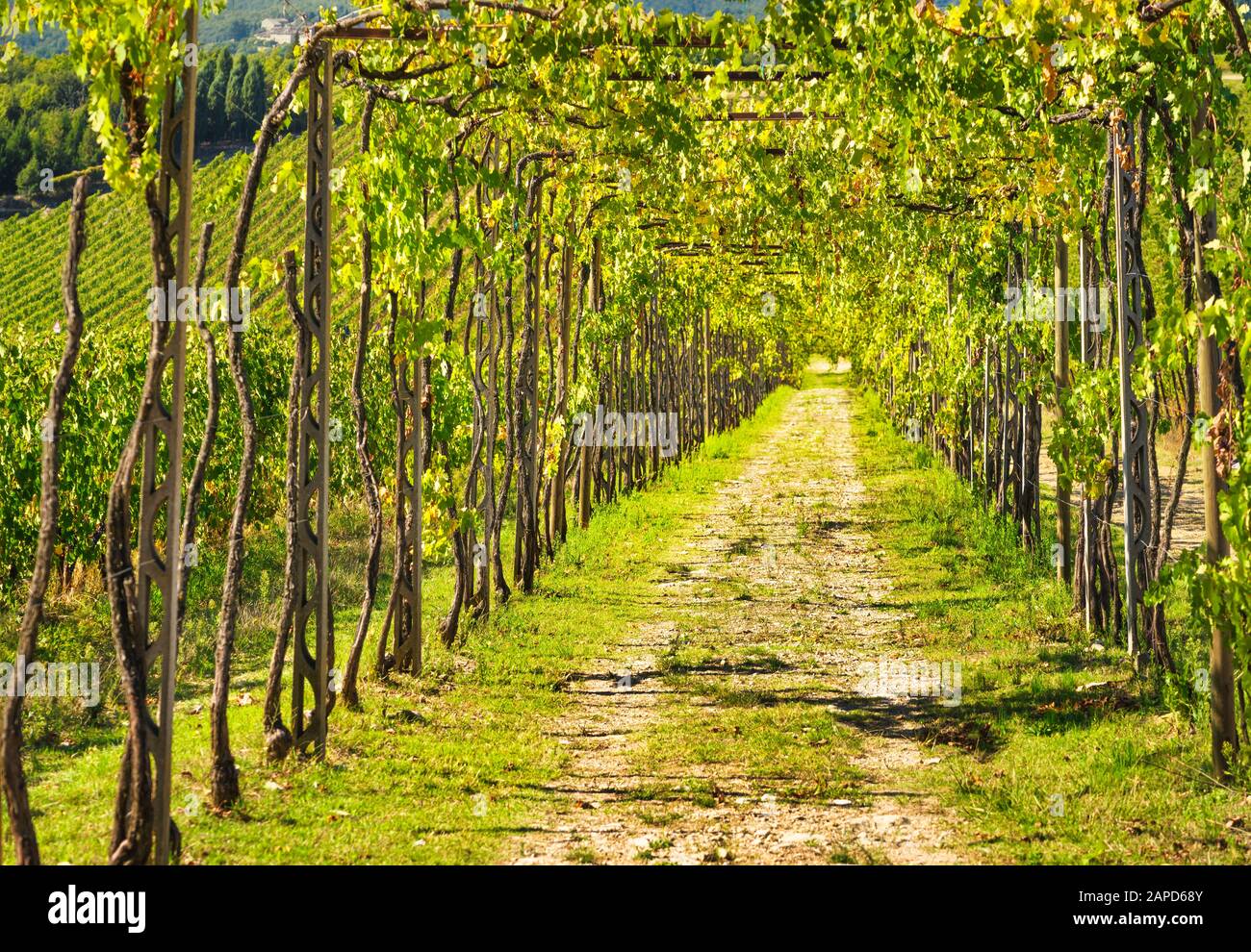 Vineyard grape pergola in Chianti region. Tuscany, Italy Europe. Stock Photo