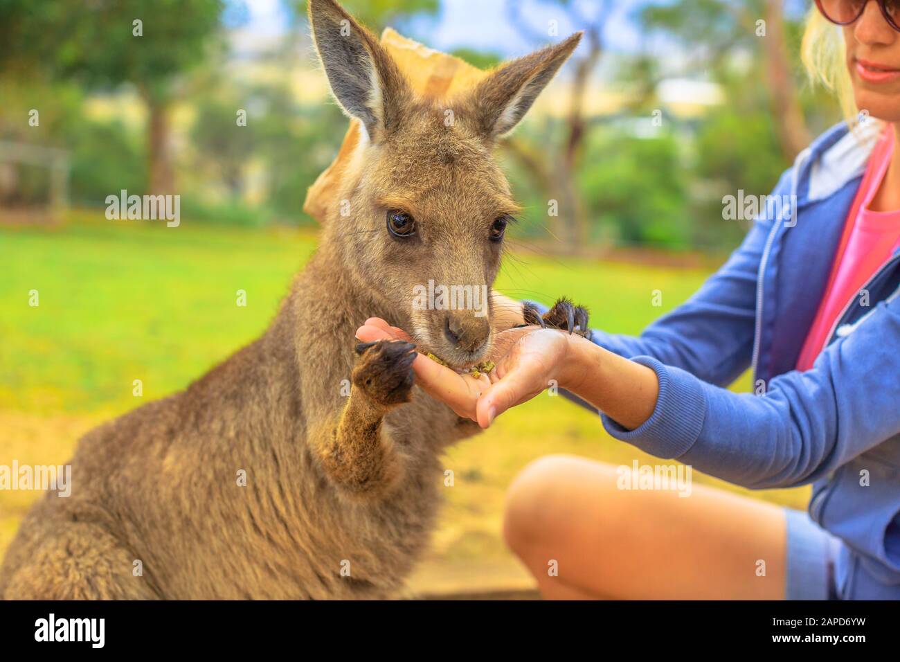 Woman feeding kangaroo from hand outdoor. Encounter with Australian