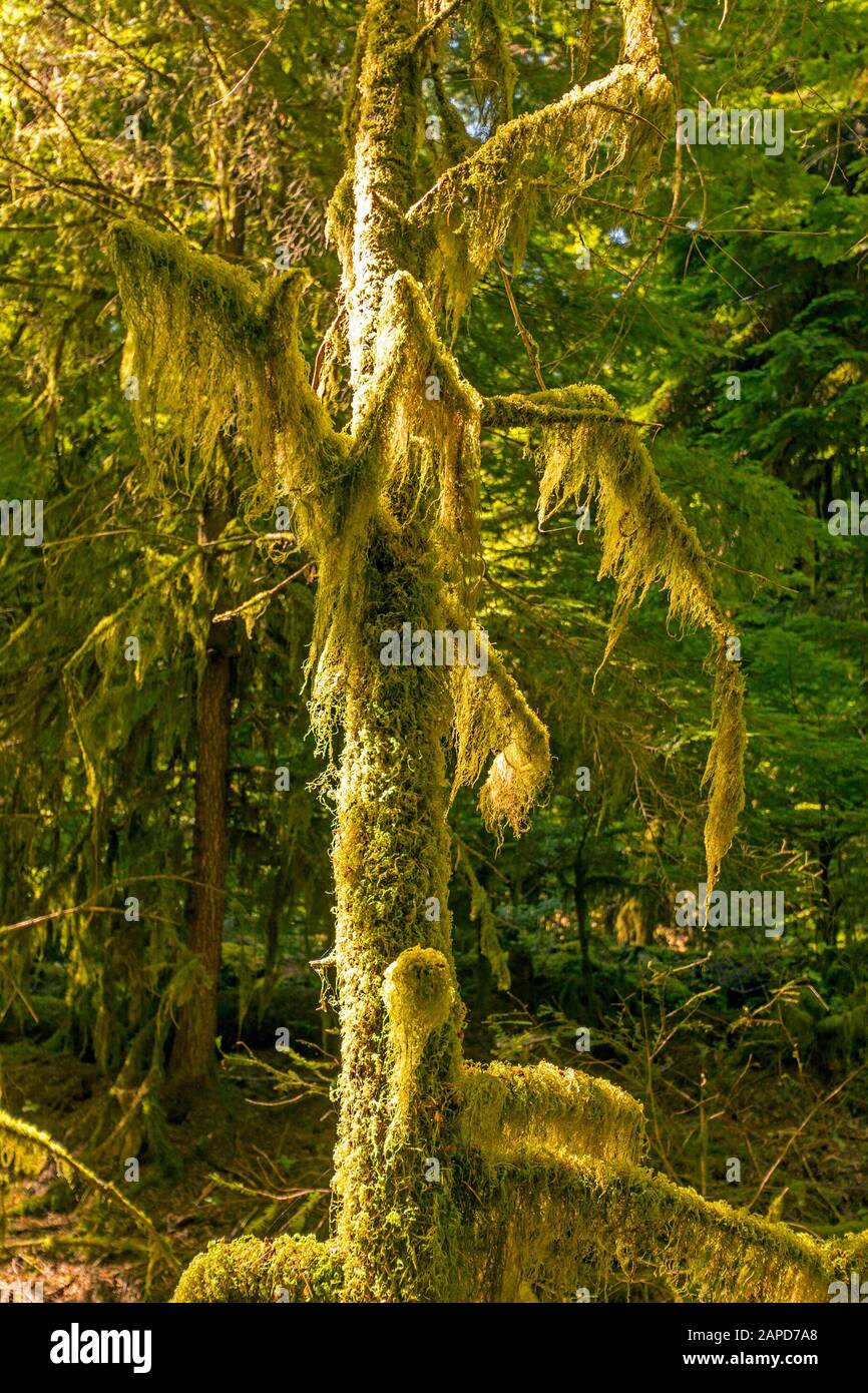 Moss on old growth trees in Strathcona Provincial Park in Canada Stock Photo