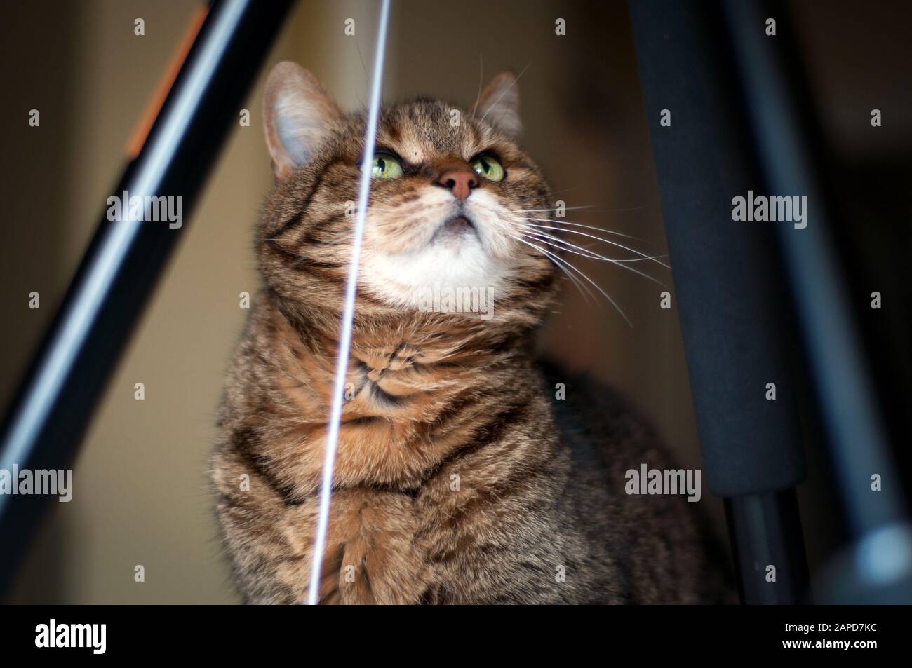 beautiful portrait from below of a female cat under a tripod playing with a toy. she is looking her toy with her green eyes Stock Photo