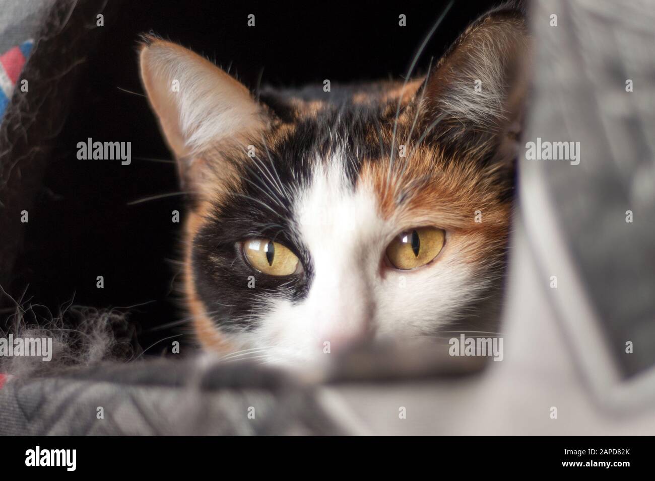 Close up of a beautiful domestic tricolor cat lies in her bed near the window. Yellow eyes. Looking at the camera. Relaxing mood. Stock Photo