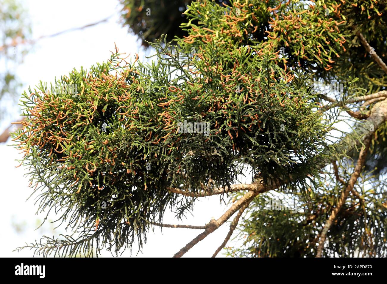 Australian Hoop Pine Tree branch Stock Photo