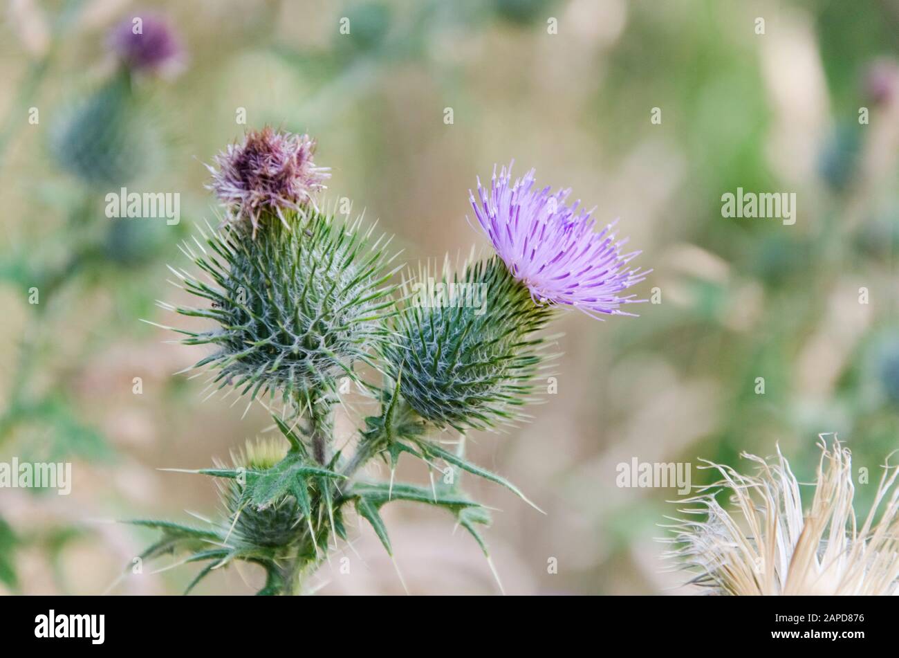 Thistle in bloom, Carduus pycnocephalus, also known as Italian thistle, Italian plumeless thistle and Plymouth thistle, in the Bosque Energético, Ener Stock Photo