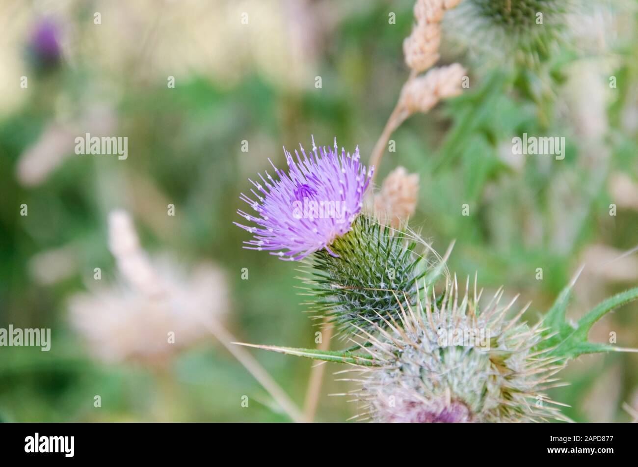 Thistle in bloom, Carduus pycnocephalus, also known as Italian thistle, Italian plumeless thistle and Plymouth thistle, in the Bosque Energético, Ener Stock Photo