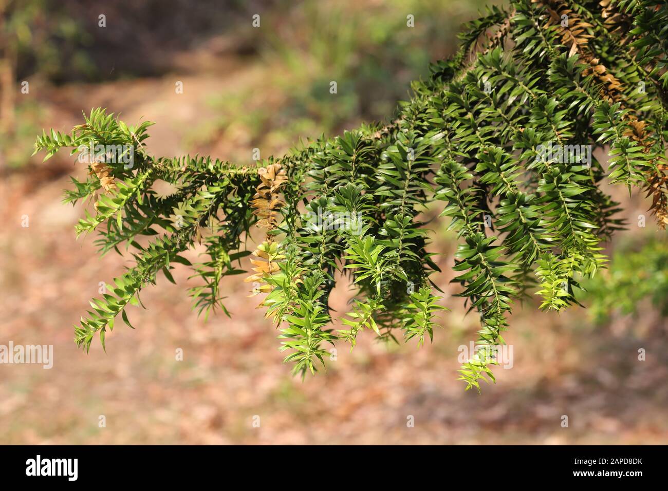 Australian Bunya Pine Tree branch Stock Photo