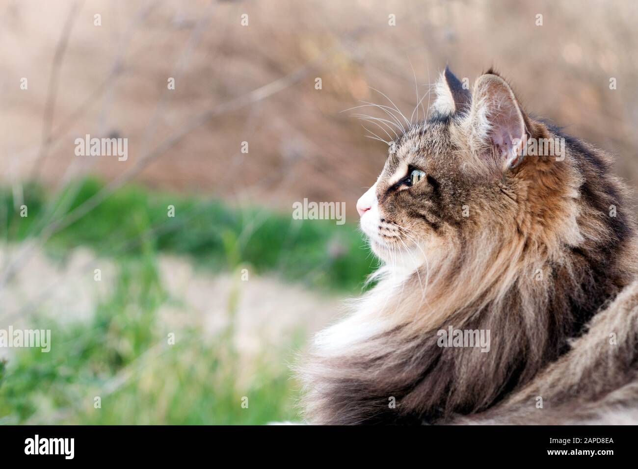 close up of a beautiful fluffy norwegian forest cat looking forward. Profile view. Cat Portrait.look forward concept Stock Photo