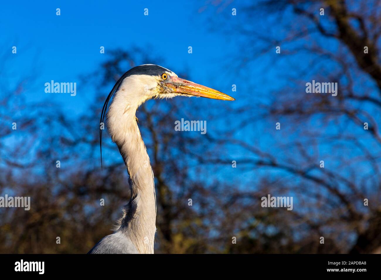 Close-up of a heron in Hyde Park, London, UK Stock Photo