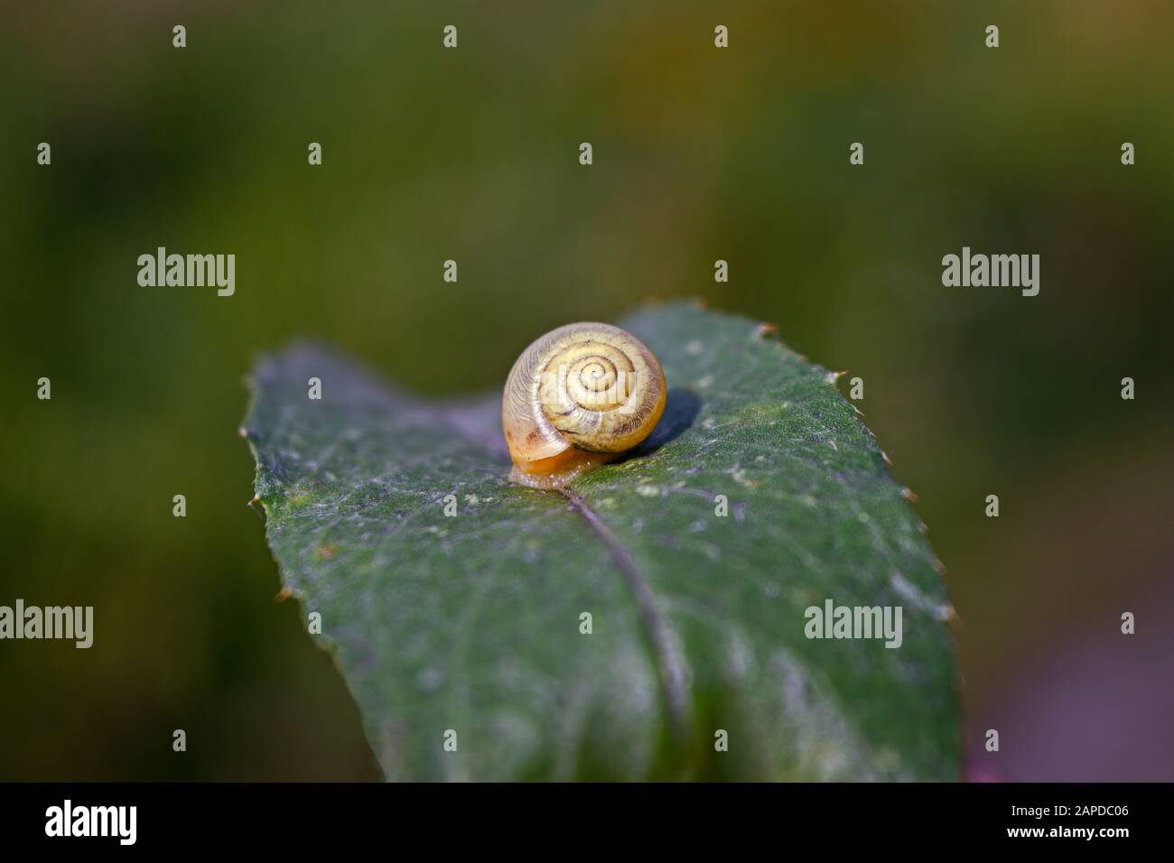 Little snail on wet green leaf. Snail on a green leaf close-up summer floral background. Stock Photo
