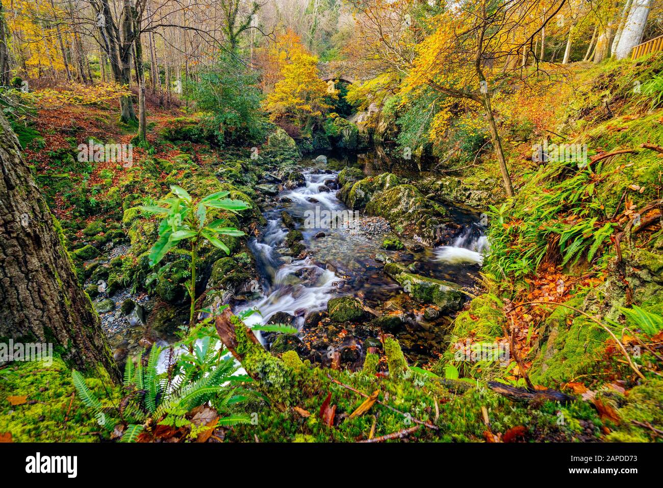 Cascades and waterfalls on mountain stream or creek, between mossy rocks in Tollymore Forest Park in autumn, Newcastle, County Down, Northern Ireland Stock Photo