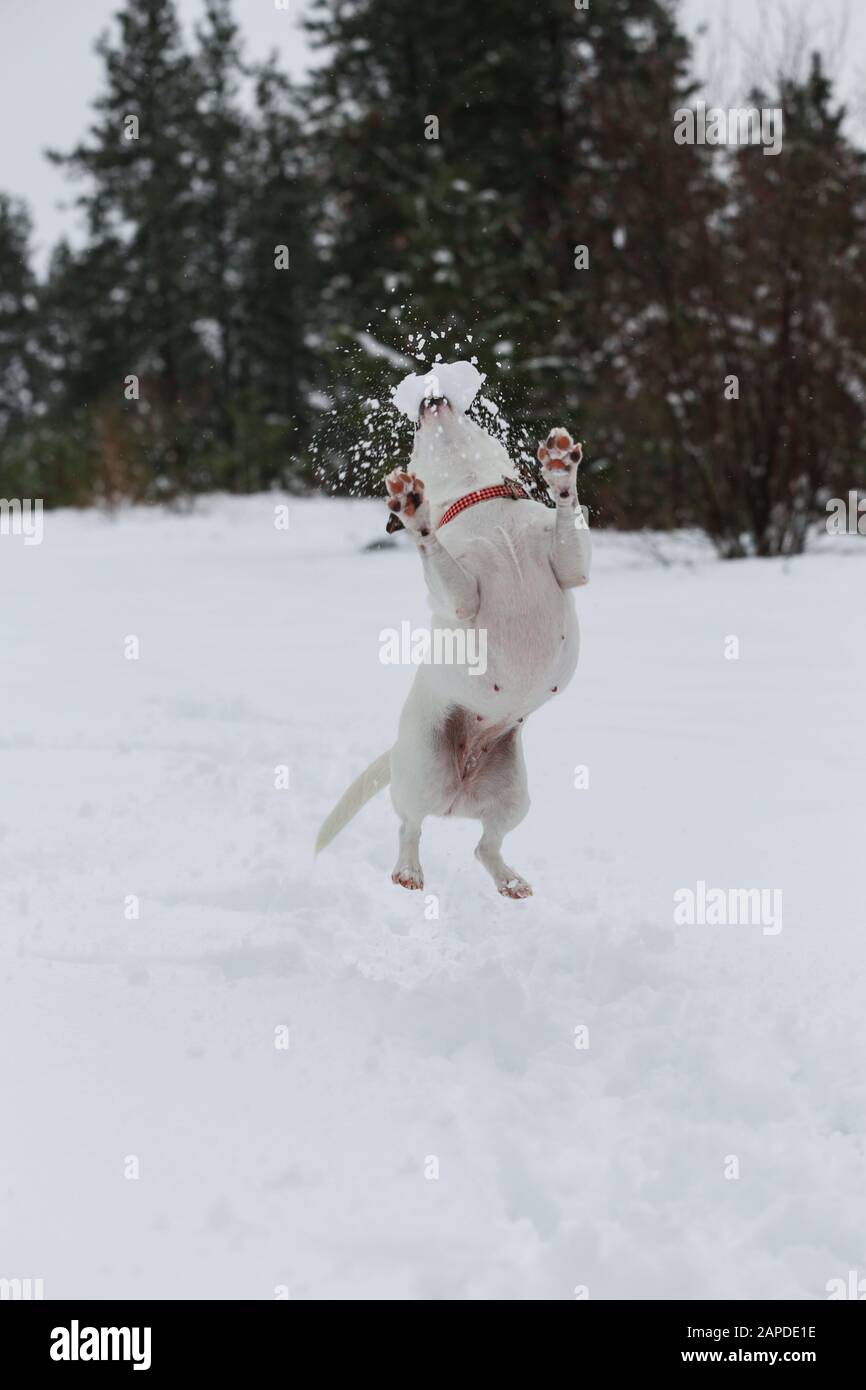 Dog jumping playing with snowball Stock Photo