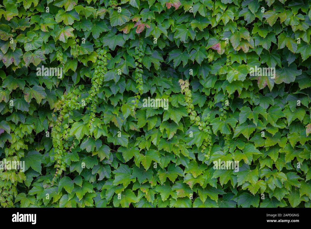 A barn wall entirely covered by the vine, virginia creeper. Stock Photo