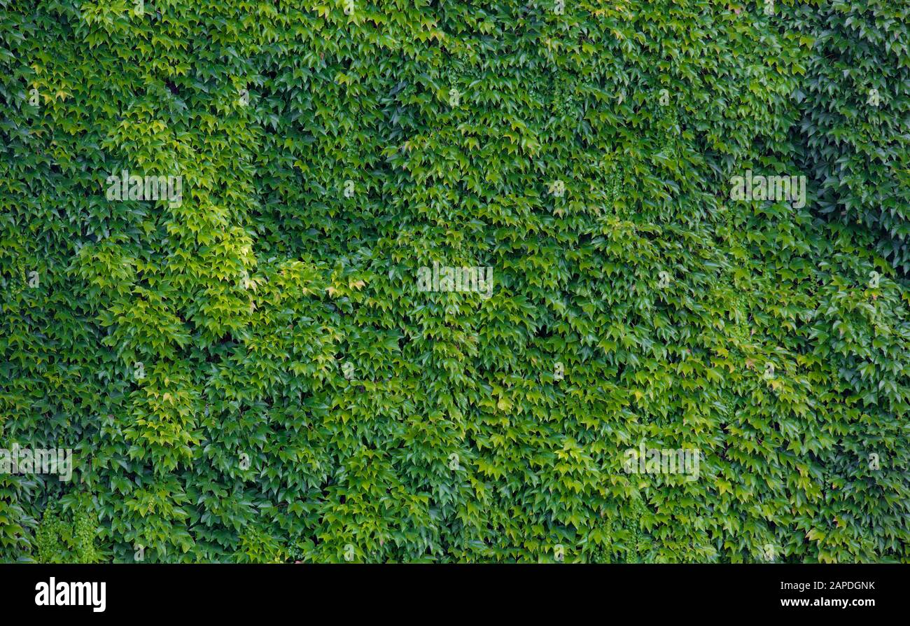 A barn wall entirely covered by the vine, virginia creeper. Stock Photo