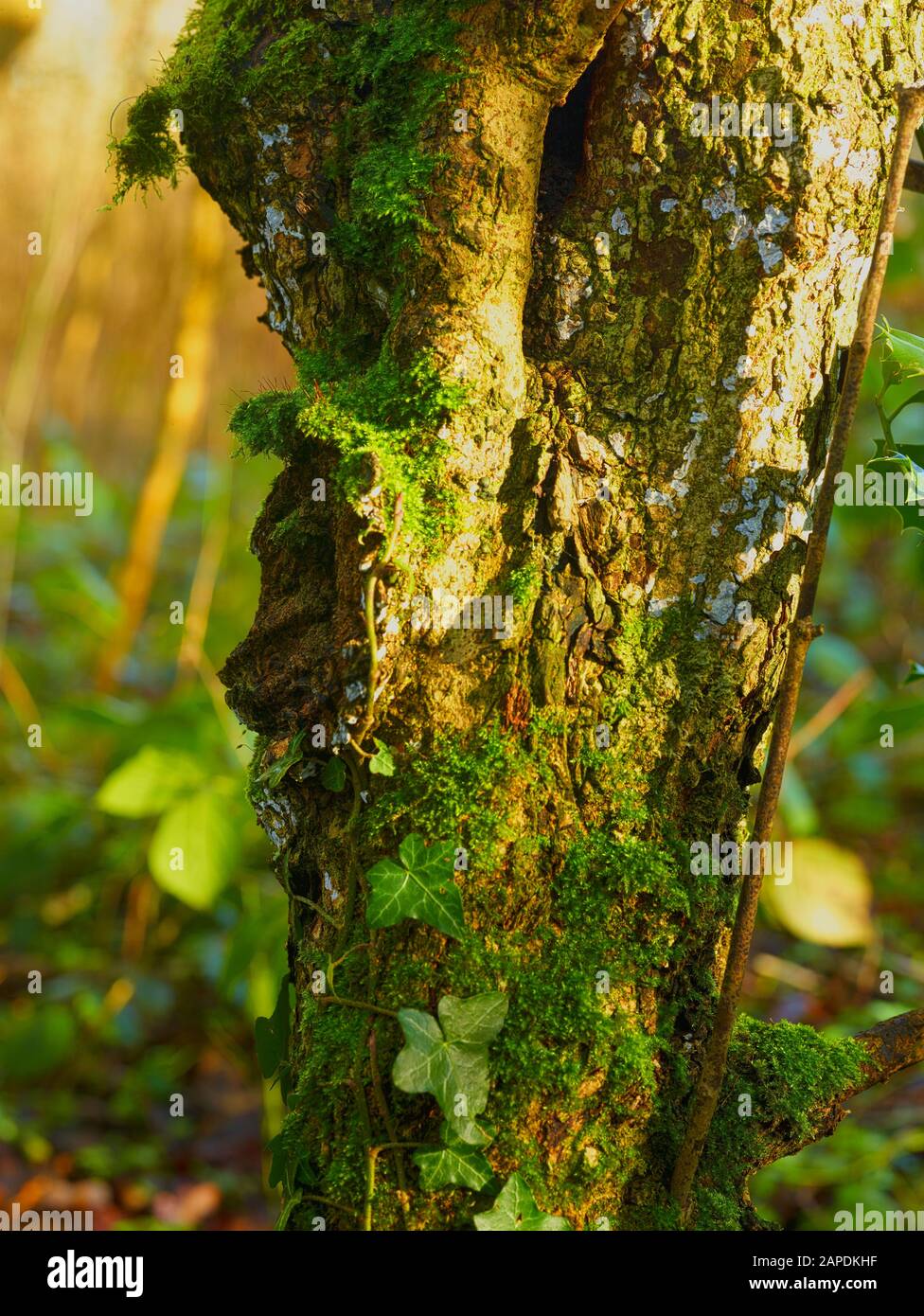 Gnarled tree stump nature abstract close-up with moss and ivy in Surrey woodland, England, United Kingdom, Europe Stock Photo