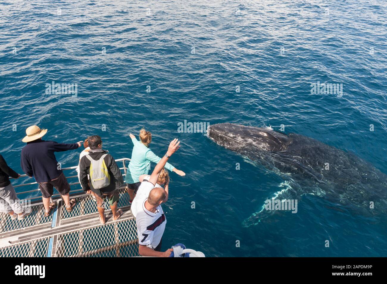 People on boat whale watching, Queensland, Australia Stock Photo
