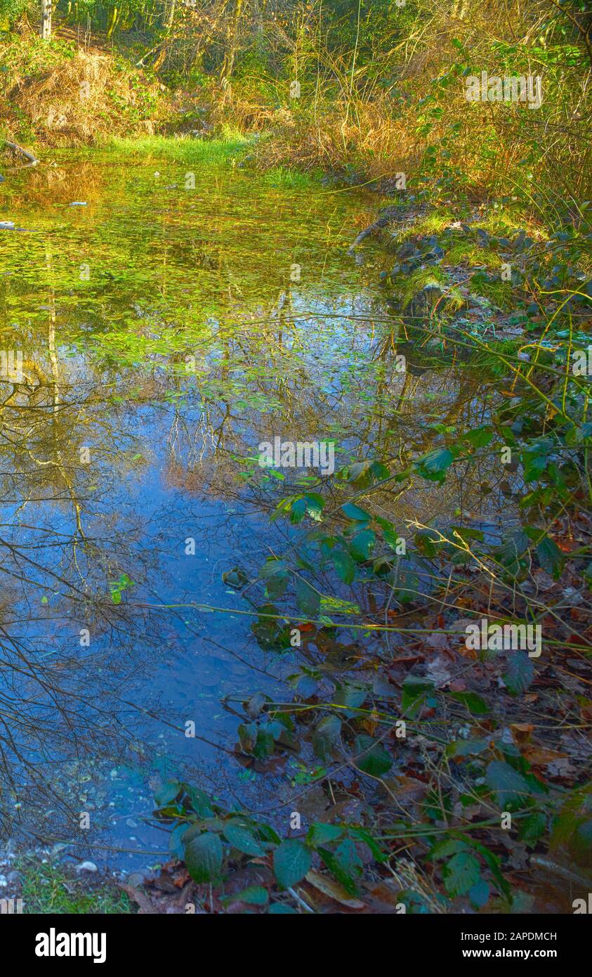 Landscape of woodland pond and trees in winter, Surrey, England, United Kingdom, European Union Stock Photo