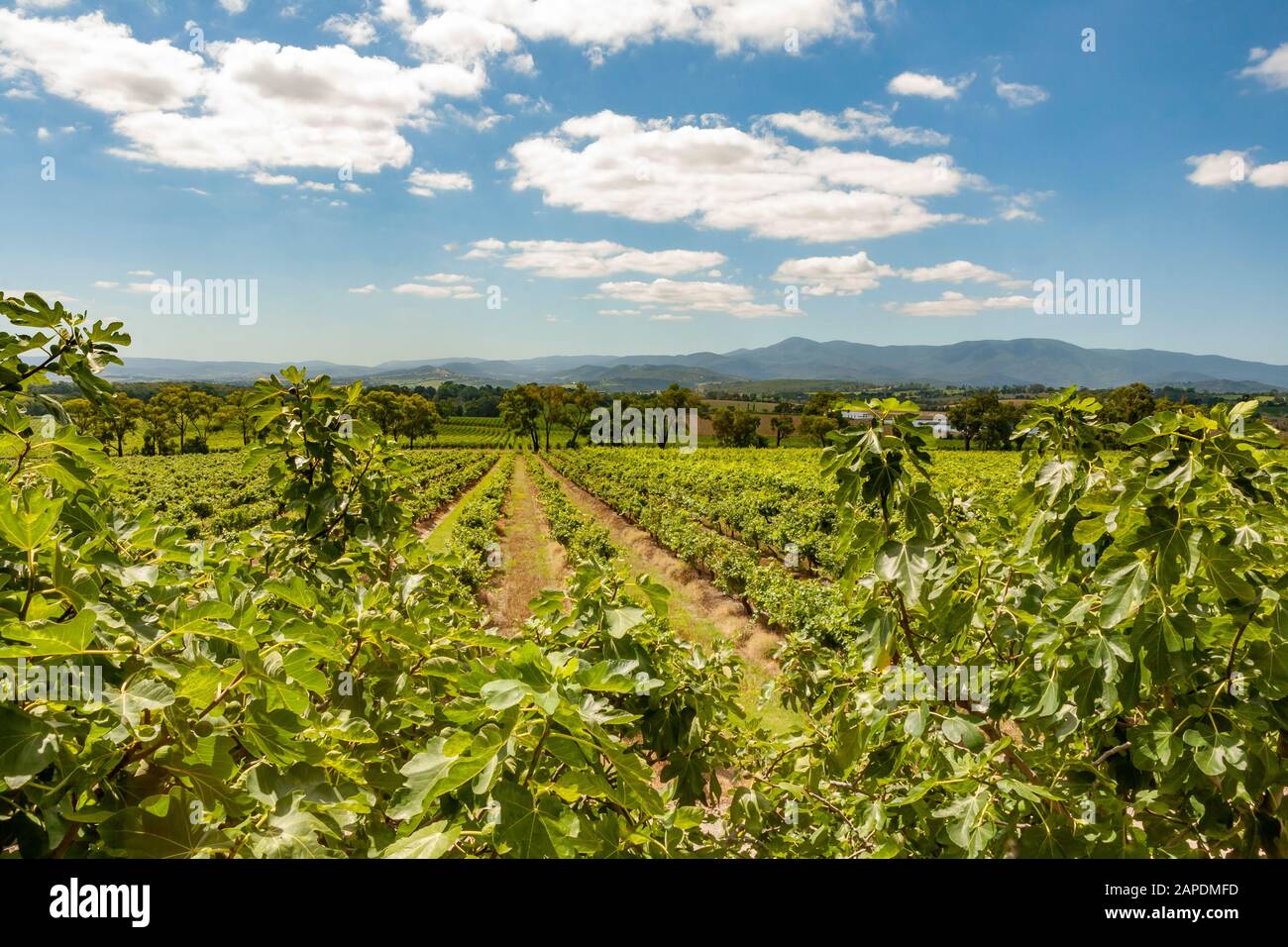 Rows of vines in the Yarra Yering vineyard in the Yarra Valley of Victoria, Australia. Stock Photo