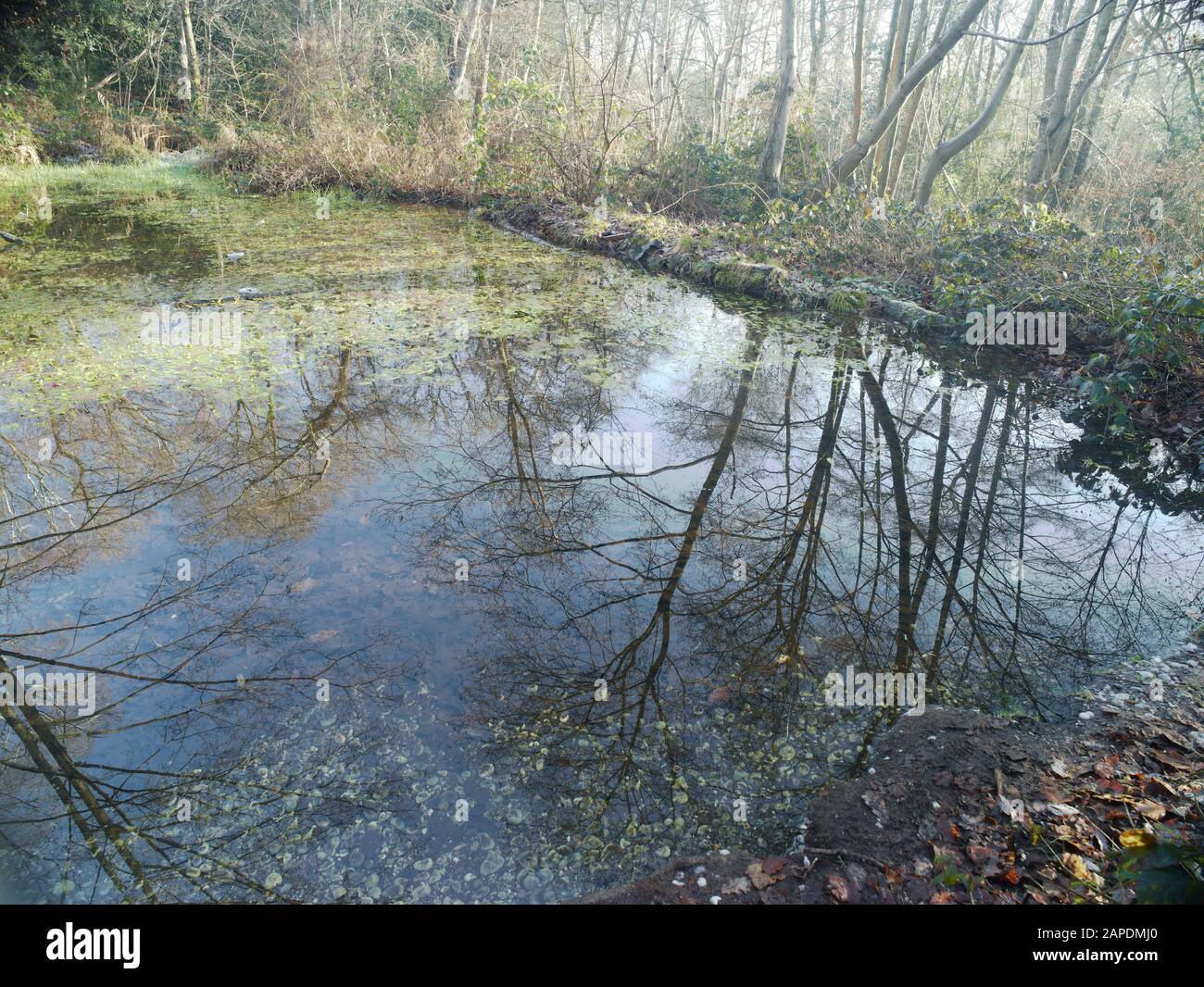 Landscape of woodland pond and trees in winter, Surrey, England, United Kingdom, European Union Stock Photo