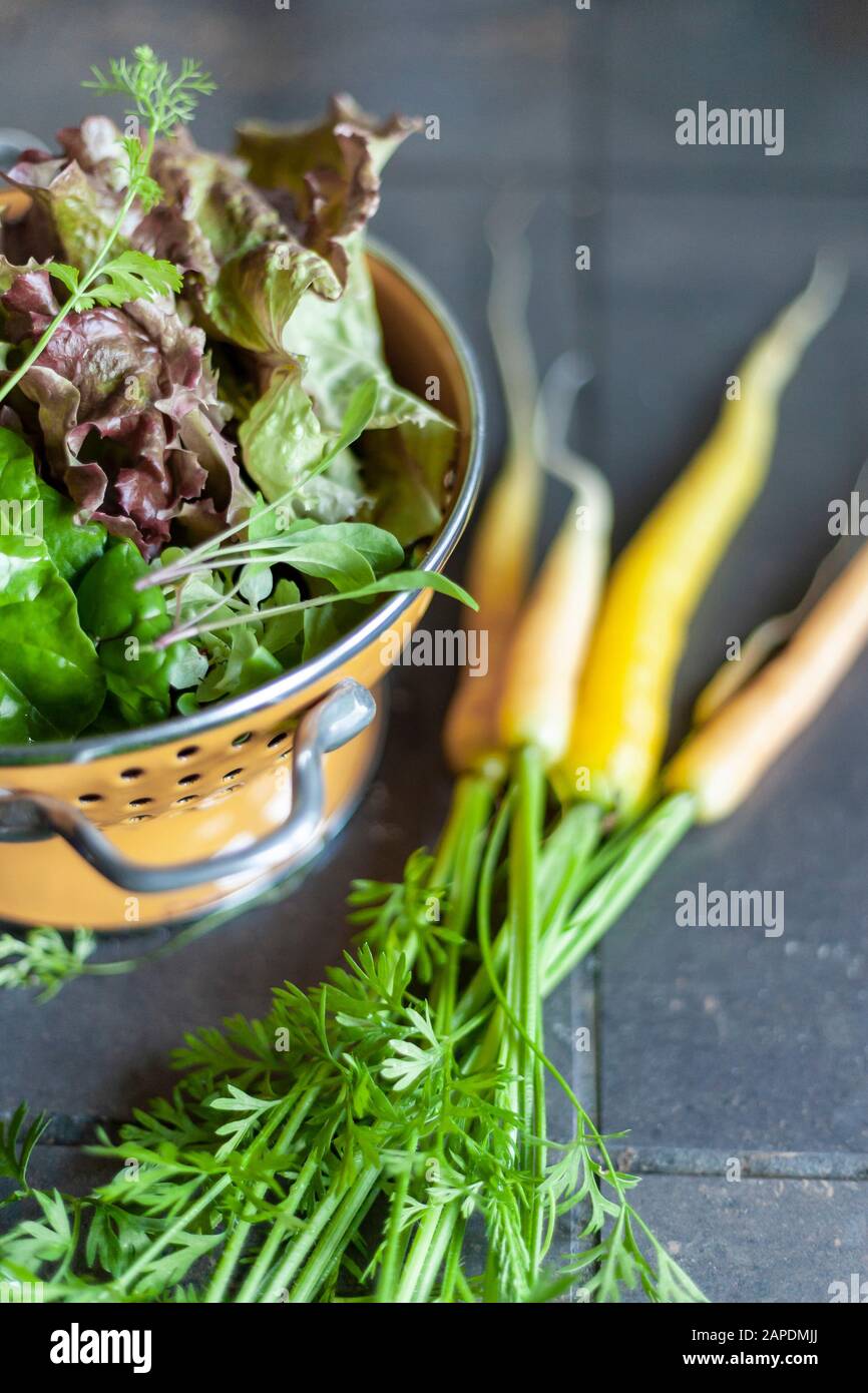 Lettuce, greens, and rainbow carrots have been freshly picked from the garden, then washed and set to strain in an orange colander. Stock Photo