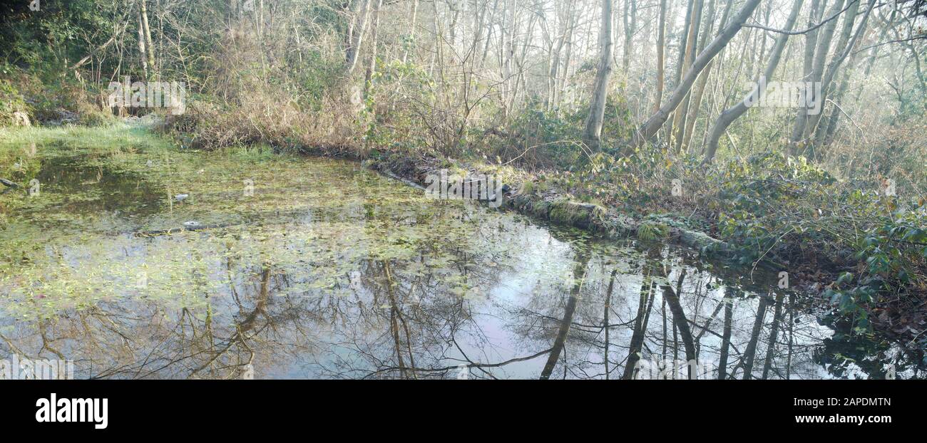 Landscape of woodland pond and trees in winter, Surrey, England, United Kingdom, European Union Stock Photo