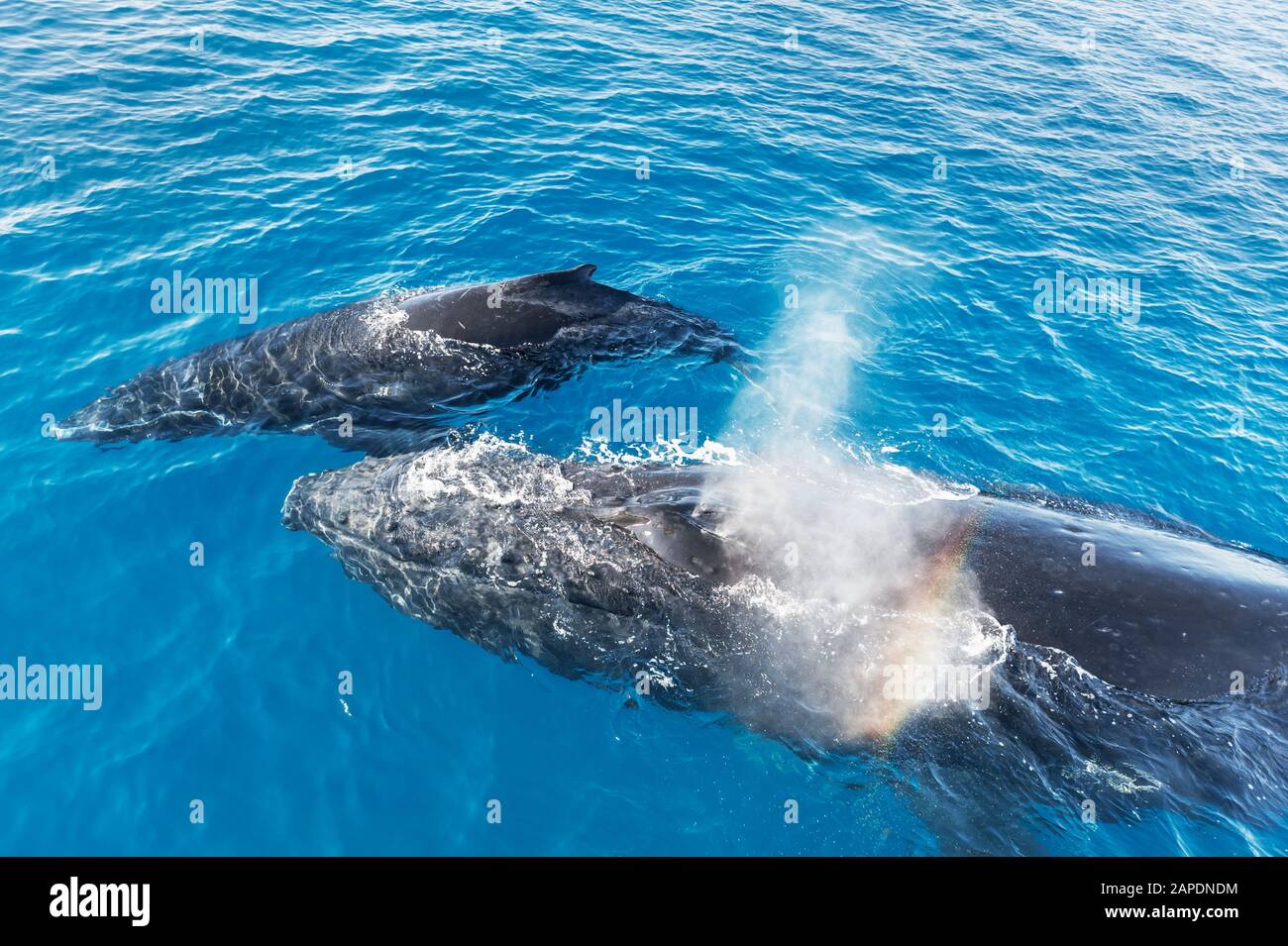 Humpback Whales, Mother and Calf (Megaptera novaeangliae), Queensland, Australia Stock Photo