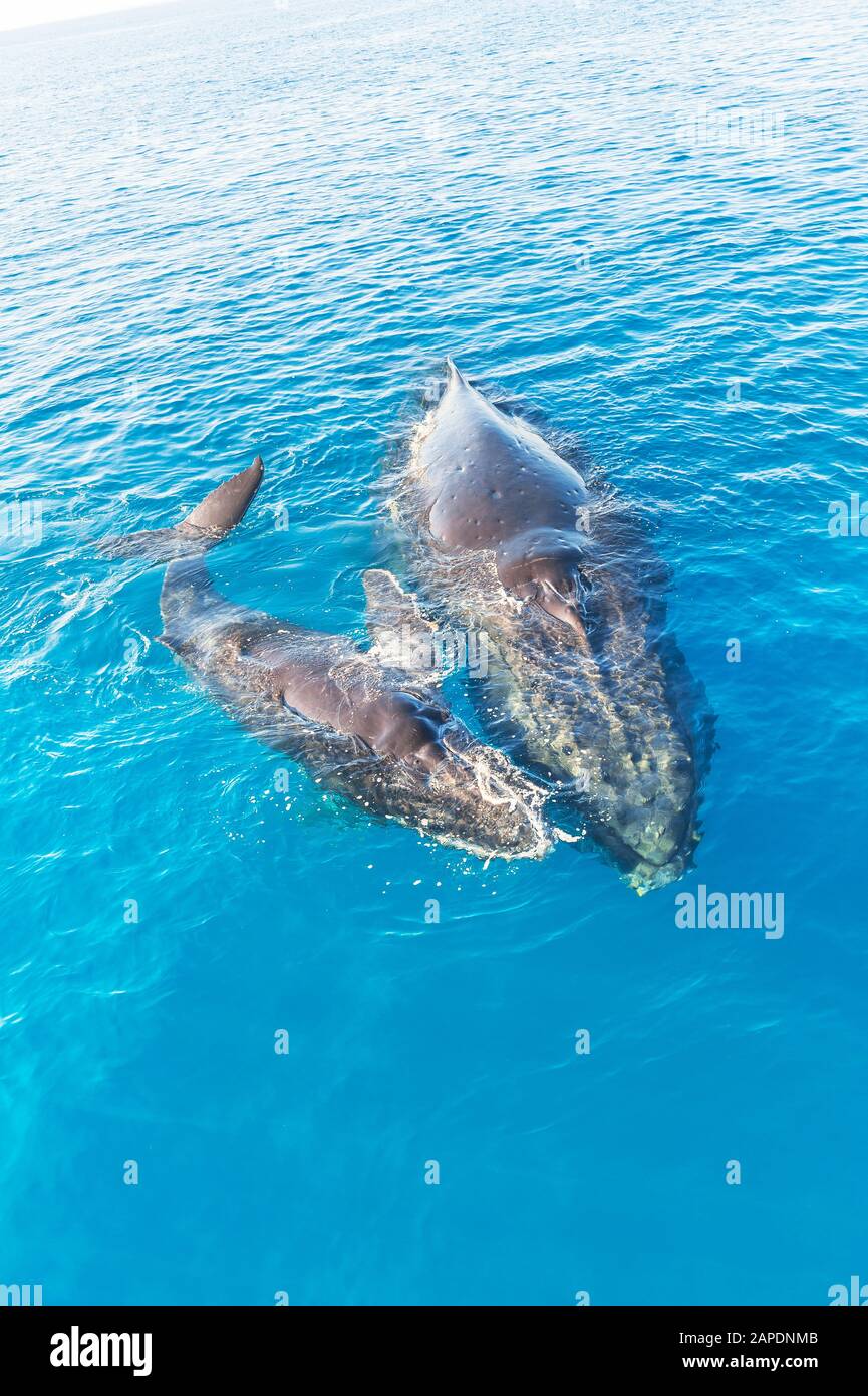 Humpback Whales, Mother and Calf (Megaptera novaeangliae), Queensland, Australia Stock Photo