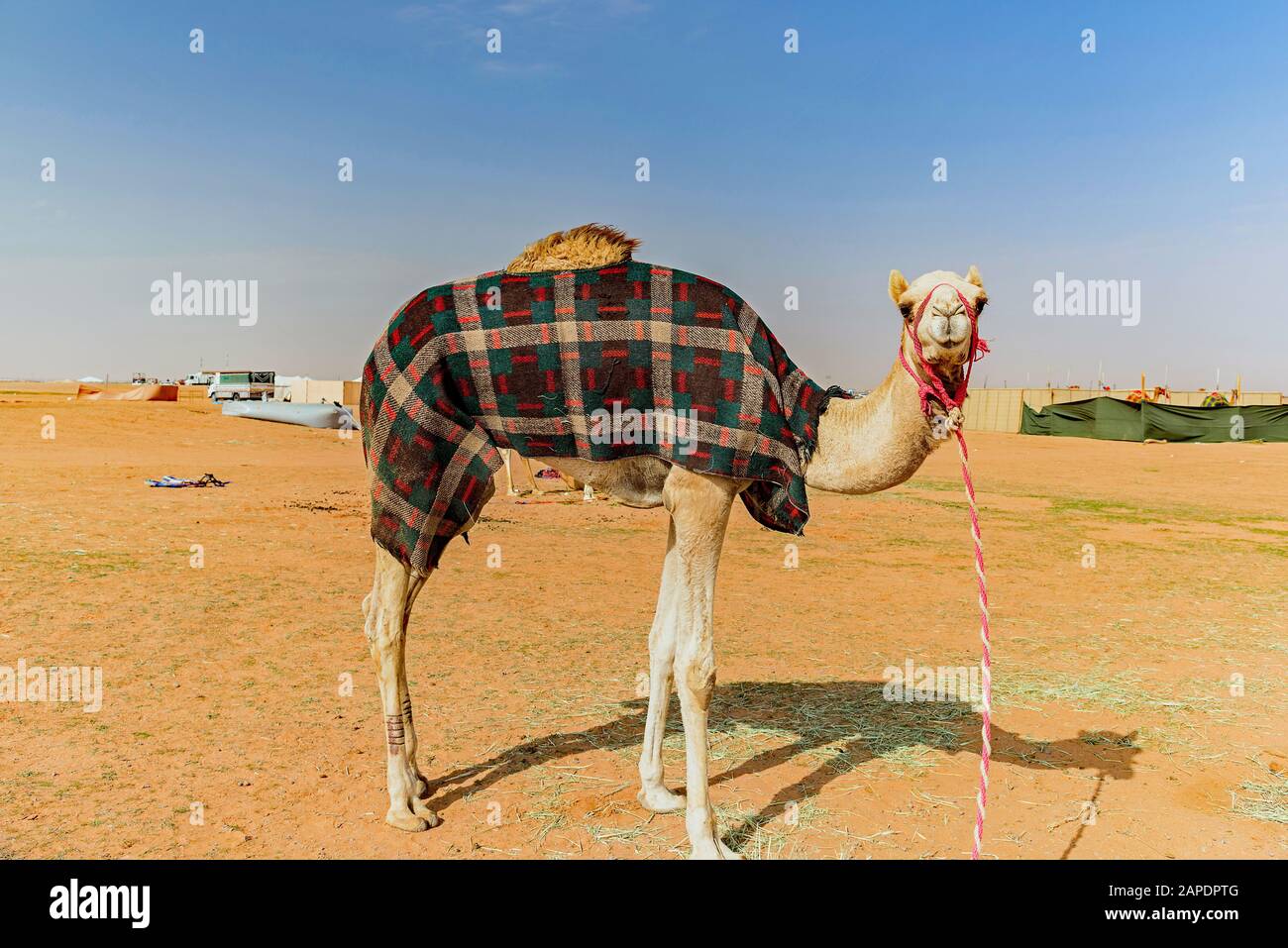 Camels in Saudi Arabia Stock Photo