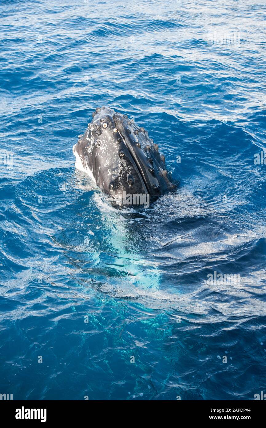 Humpback whale adult surfacing, Hervey Bay, Queensland, Australia Stock Photo