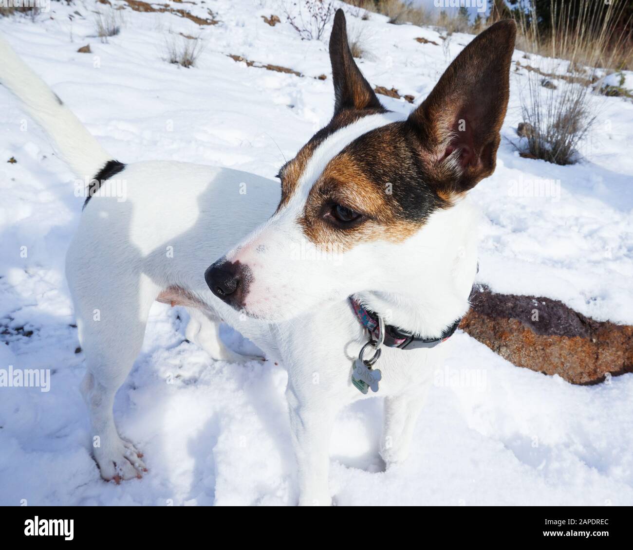 Female tricolour short coat Jack Russell Terrier dog standing in snow on a sunny day Stock Photo