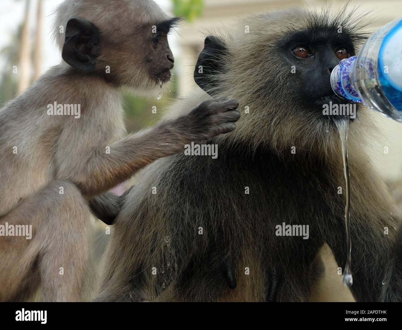 Pig tailed macaque monkeys being given water by visitors near Dakshineswar Kali Temple next to Hooghly river. Stock Photo