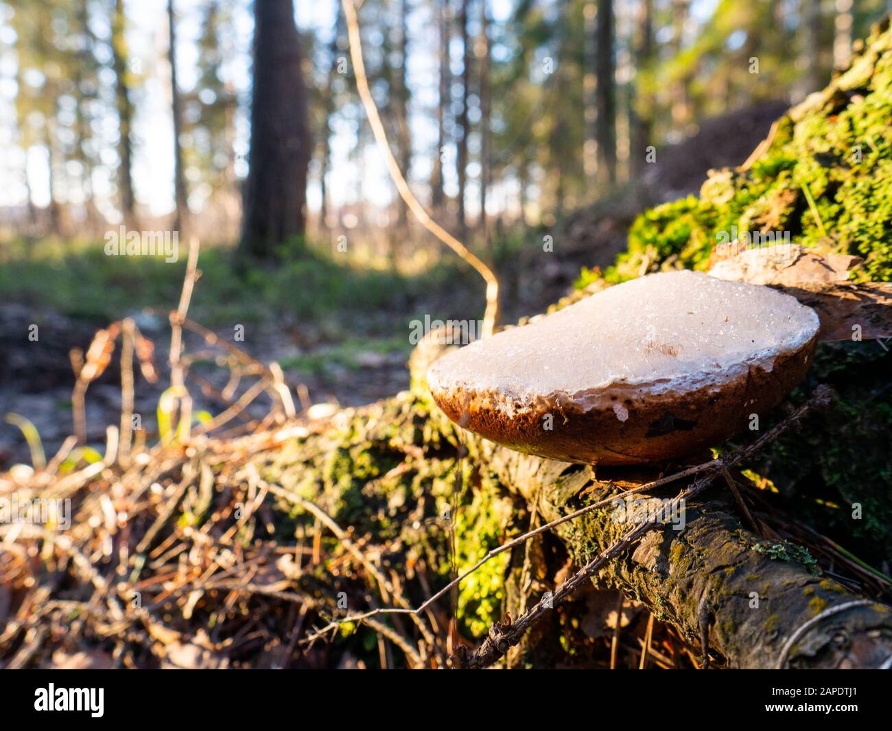 Small white mushroom amanita in green grass. Stock Photo